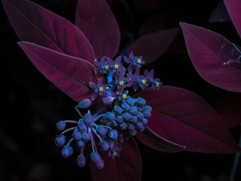Texas Milkweed photo 5