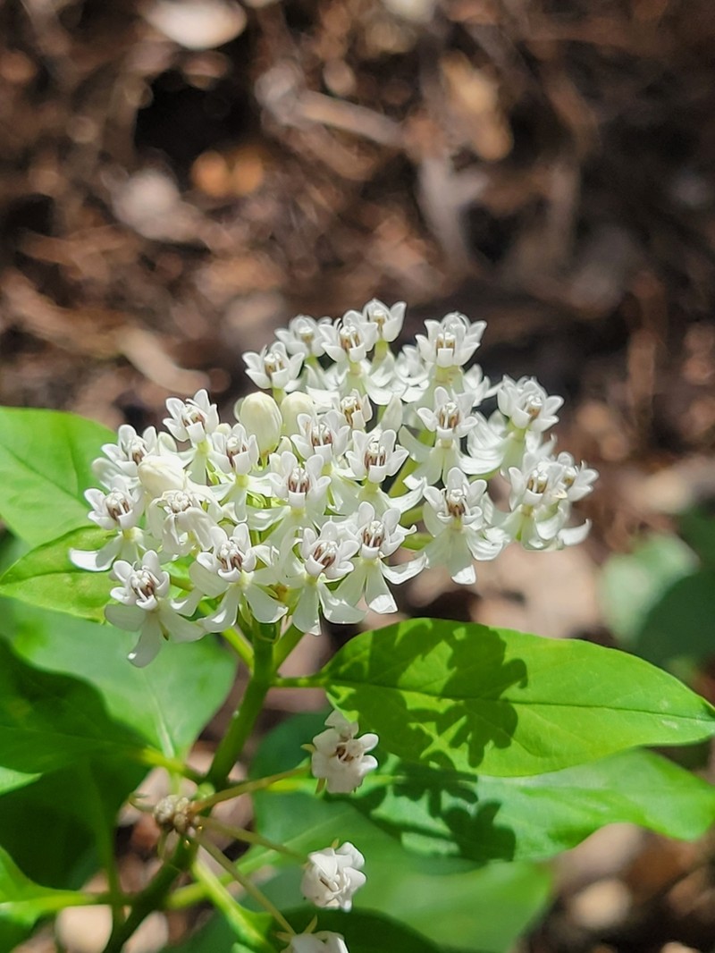 Texas Milkweed photo 6