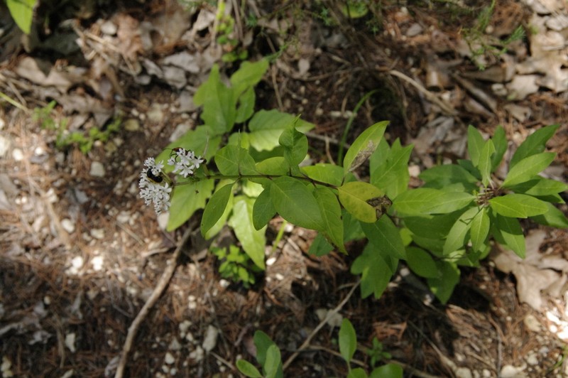 Texas Milkweed photo 7
