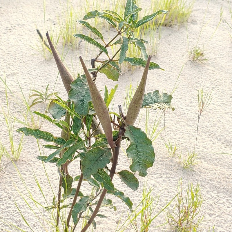 Tuba Milkweed photo 2
