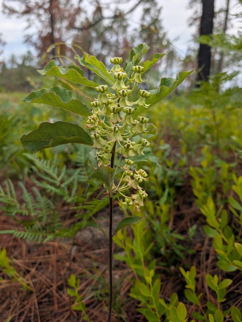 Tuba Milkweed photo 3