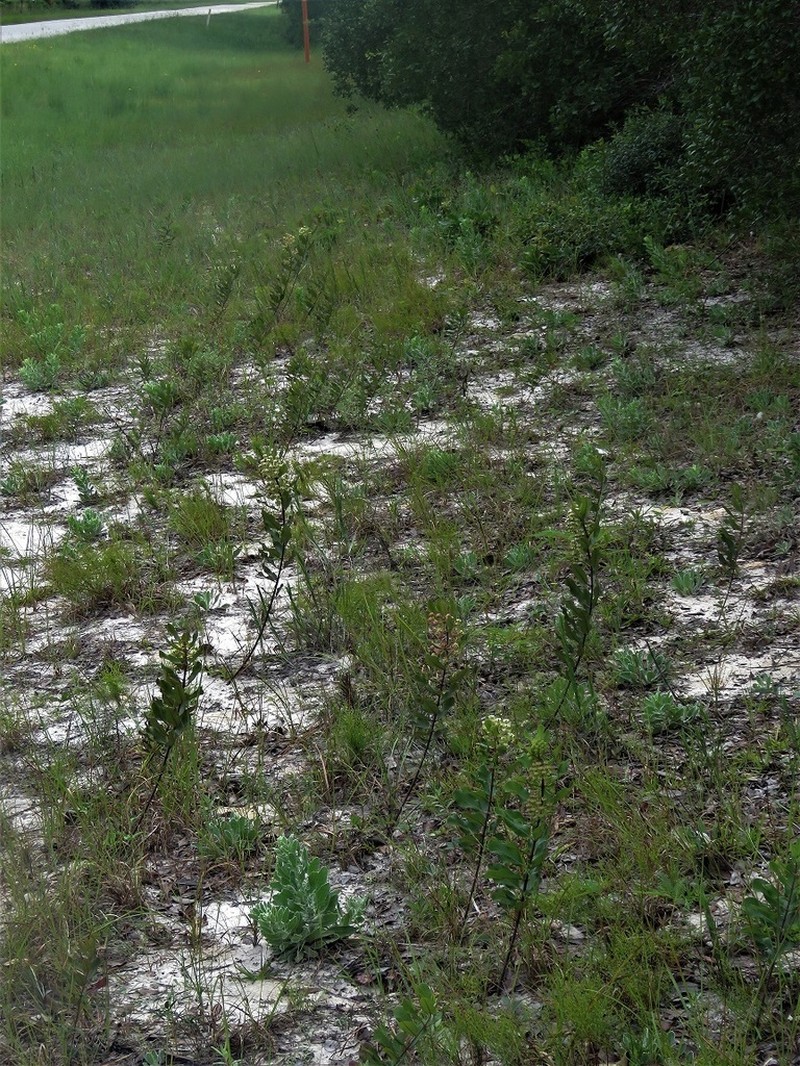 Tuba Milkweed photo 4