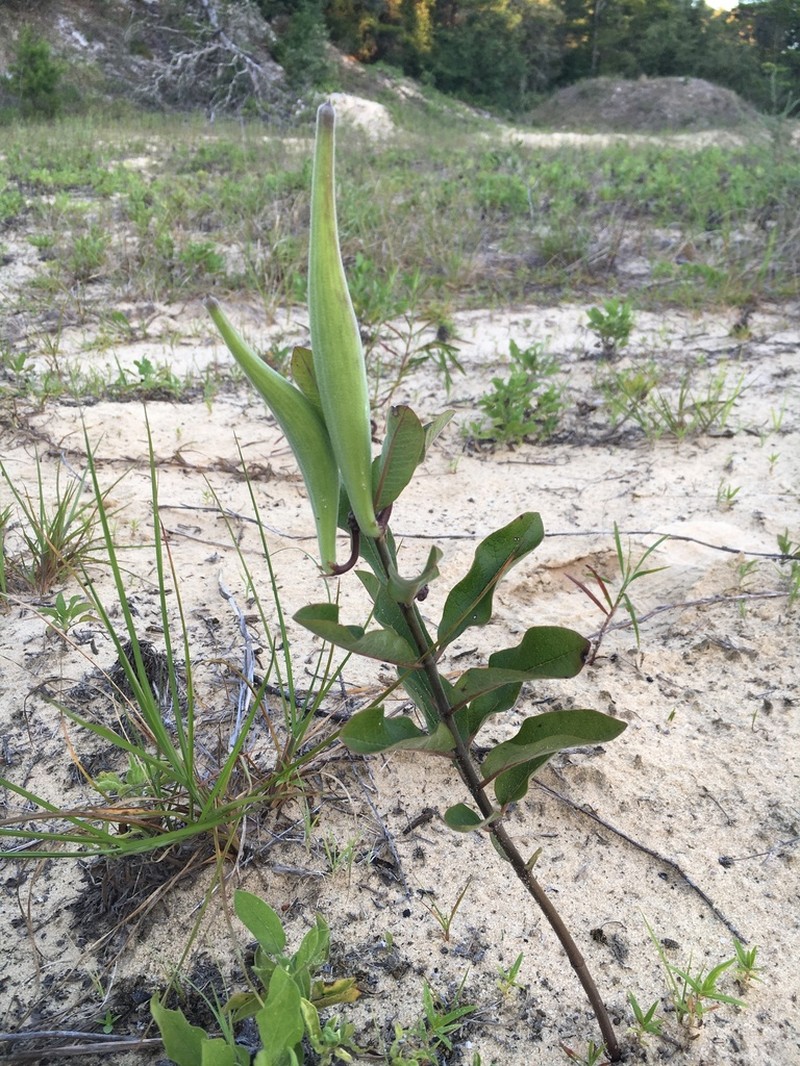 Tuba Milkweed photo 5