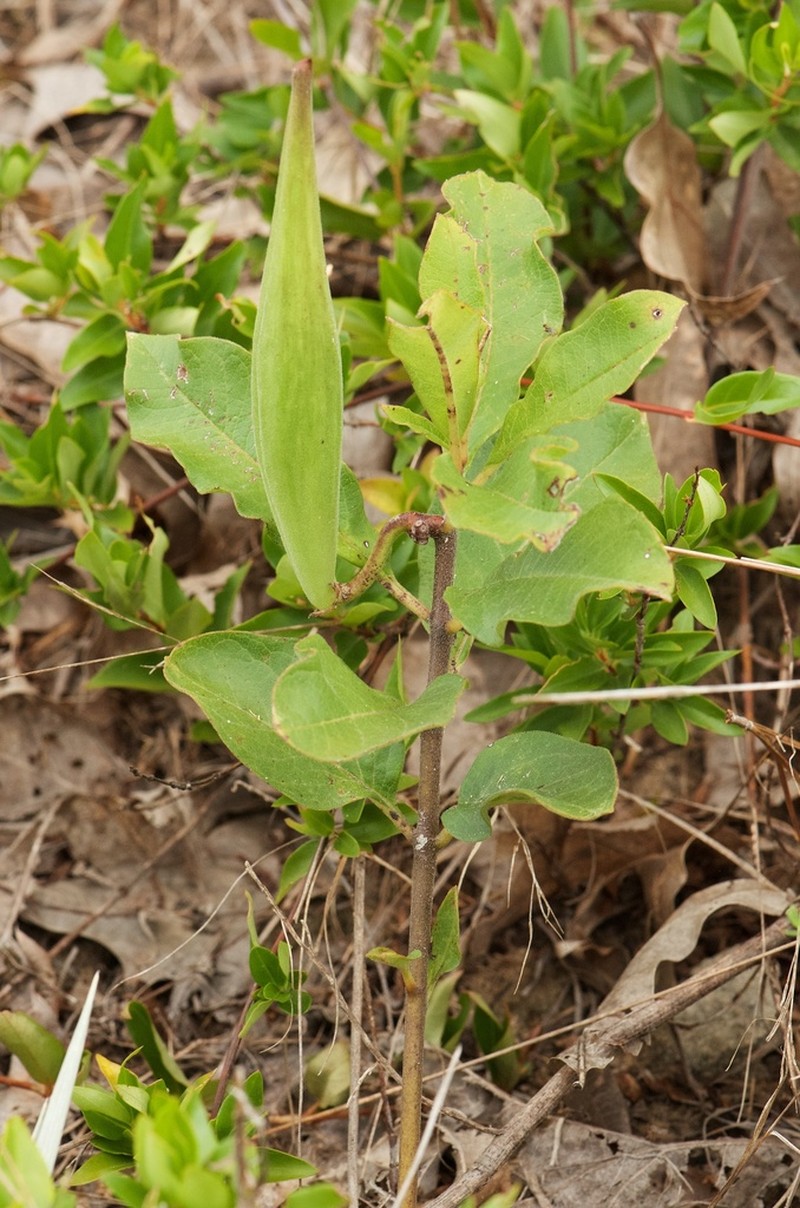Tuba Milkweed photo 6
