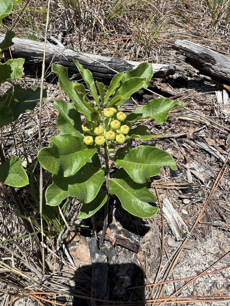 Tuba Milkweed photo 7