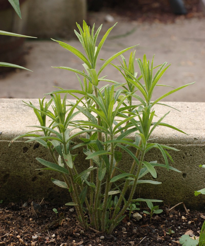 Butterfly Milkweed photo 2