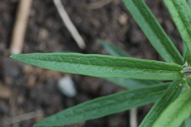 Butterfly Milkweed photo 3