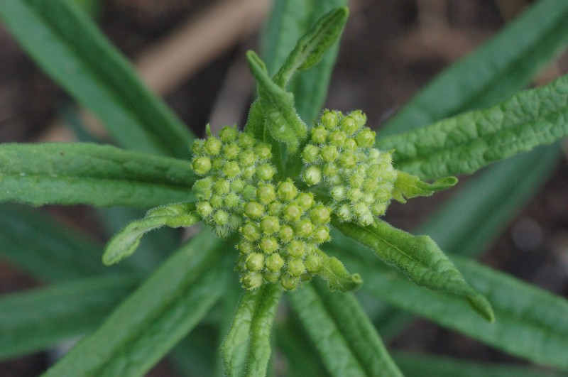Butterfly Milkweed photo 4