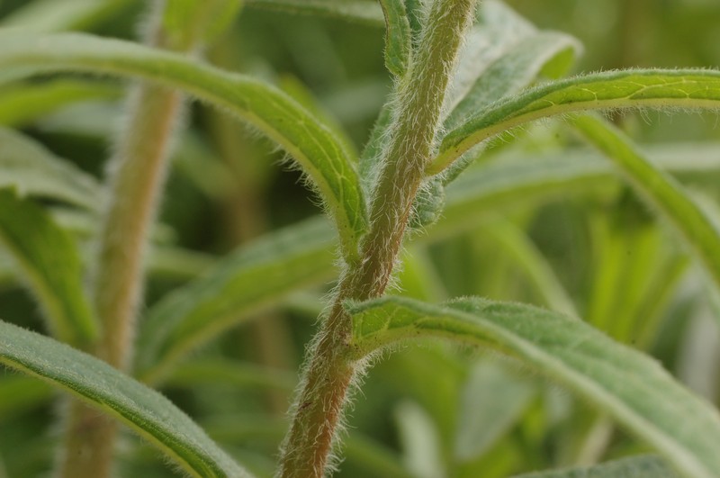 Butterfly Milkweed photo 5