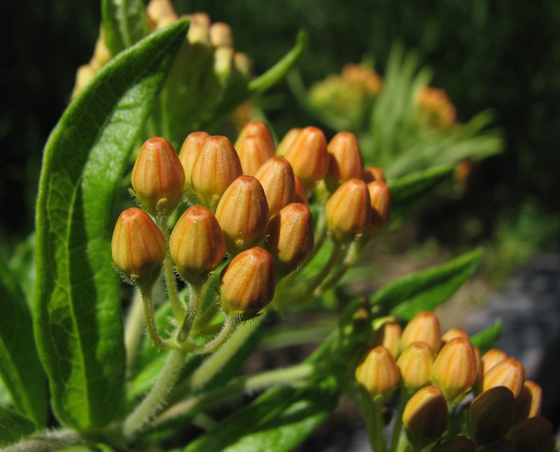 Butterfly Milkweed photo 6