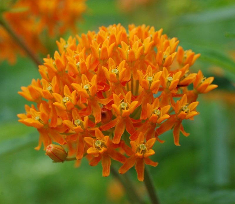 Butterfly Milkweed photo 7