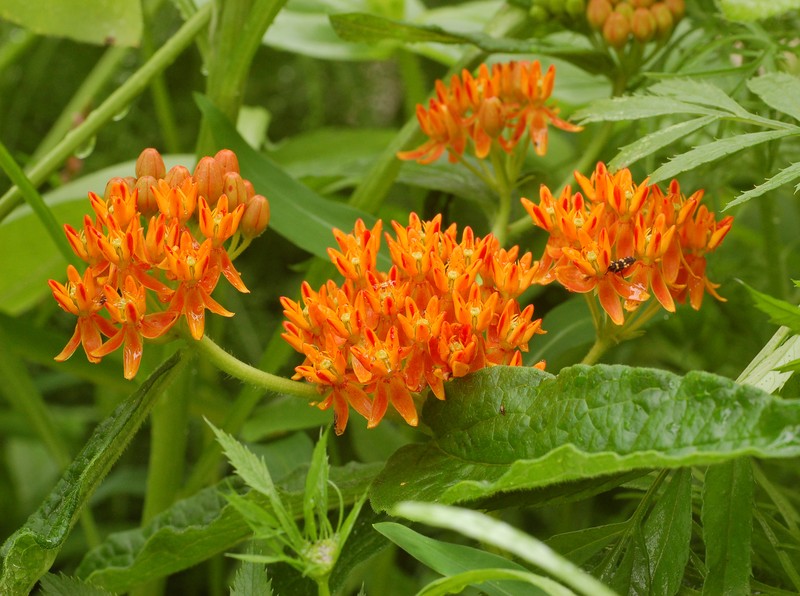 Butterfly Milkweed photo 8