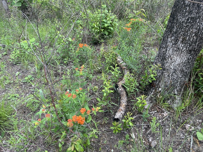 Asclepias tuberosa subsp. interior