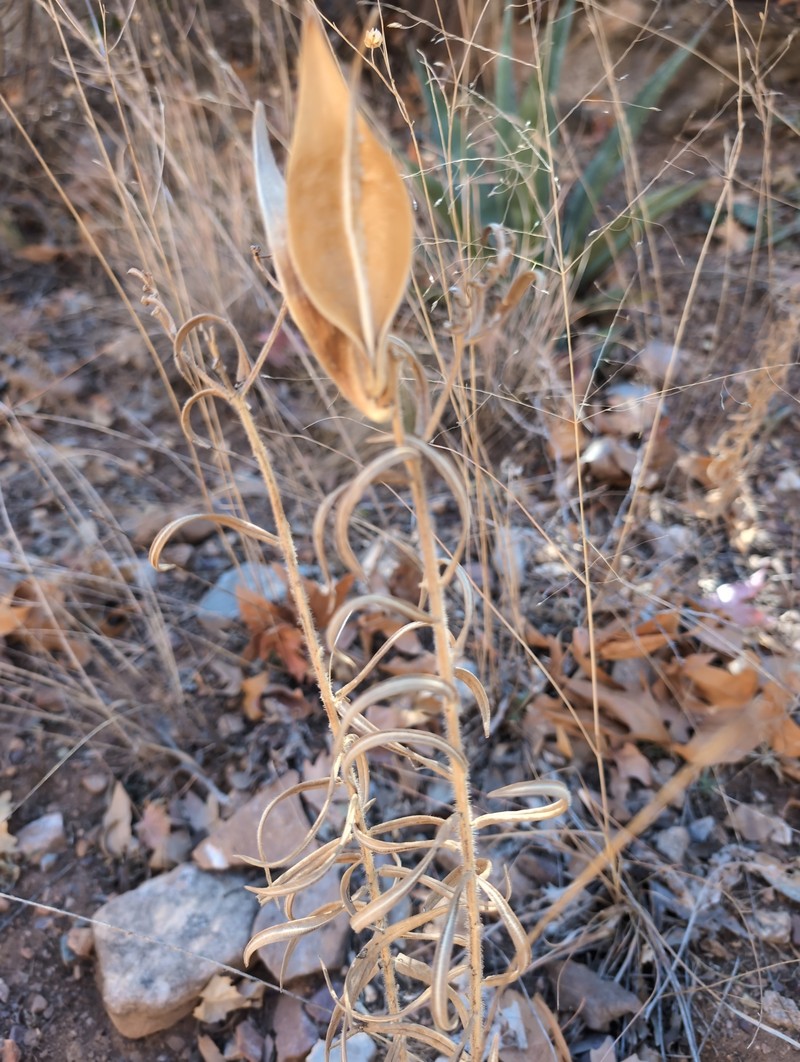 Asclepias tuberosa subsp. interior photo 2