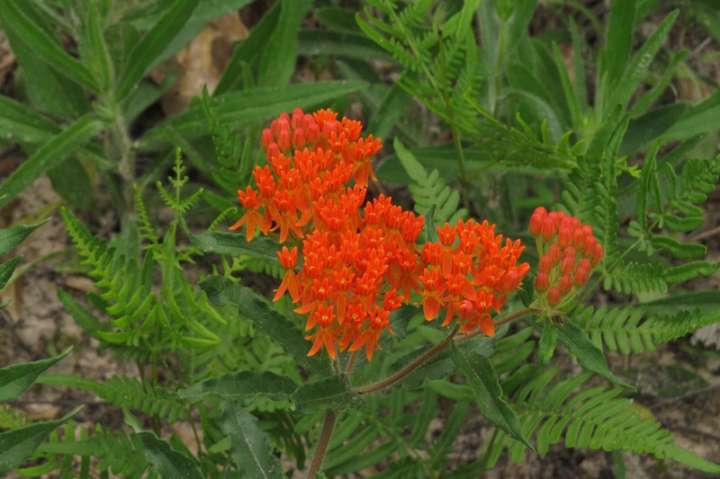 Asclepias tuberosa subsp. interior photo 3
