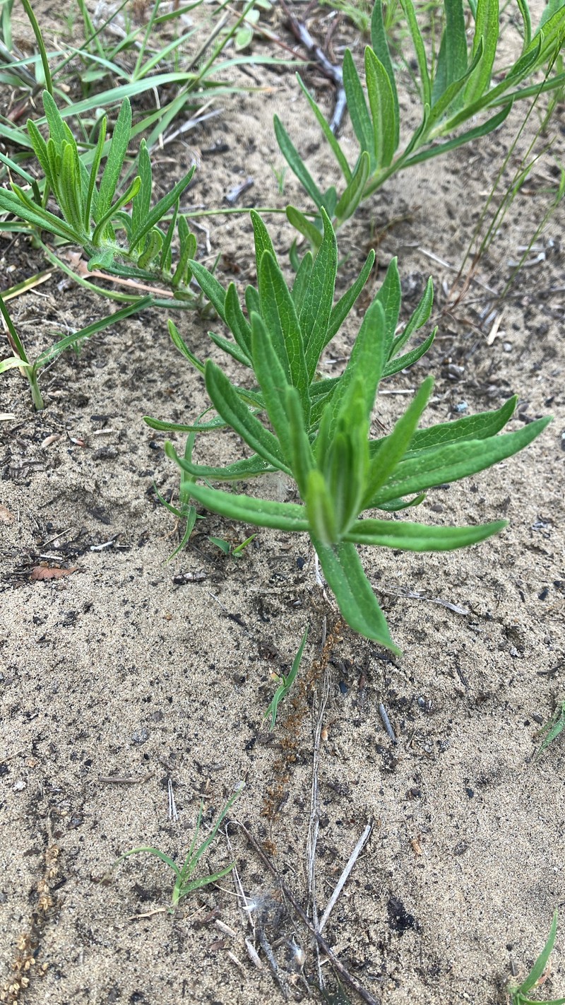 Asclepias tuberosa subsp. interior photo 4