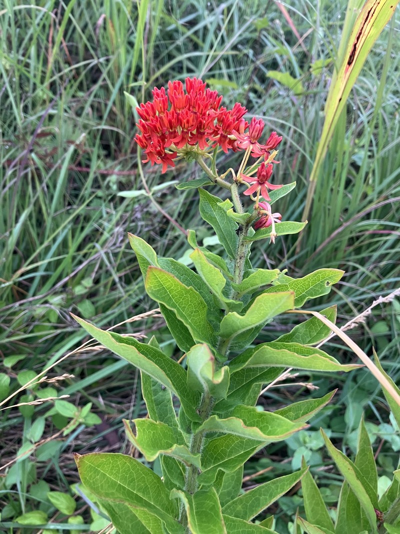 Asclepias tuberosa subsp. interior photo 5