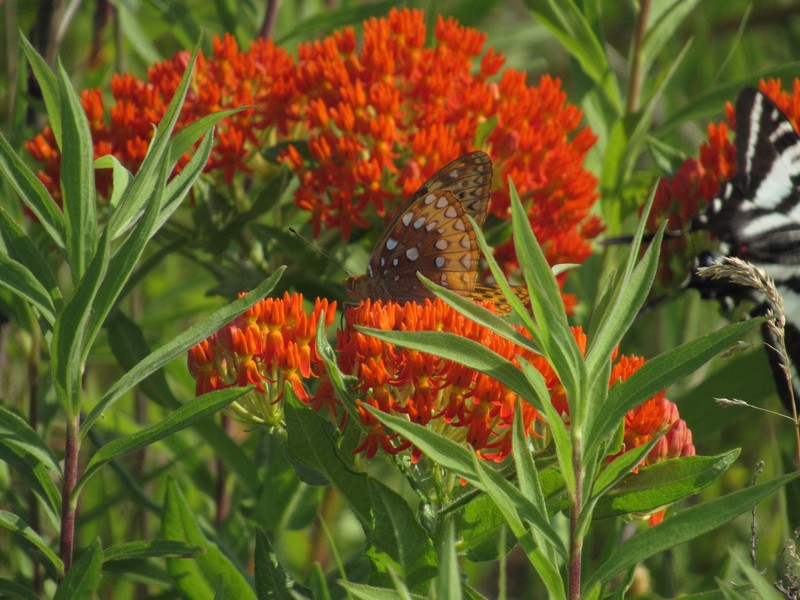 Asclepias tuberosa subsp. interior photo 7