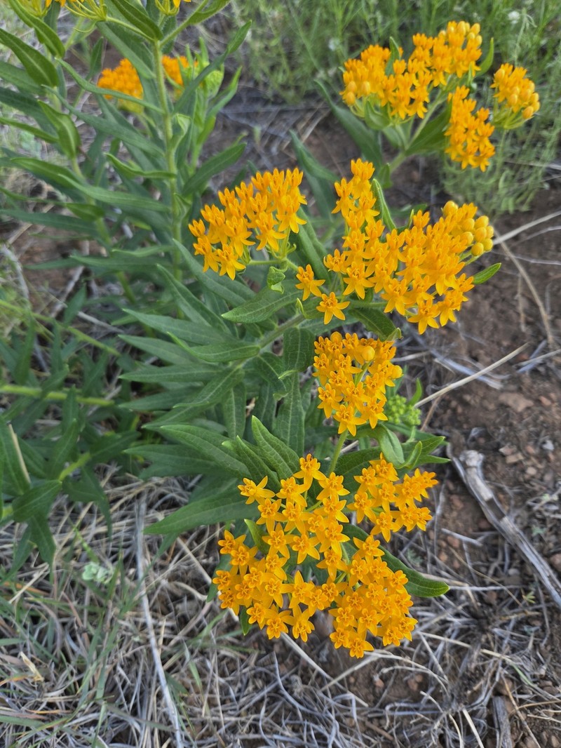 Asclepias tuberosa subsp. interior photo 8