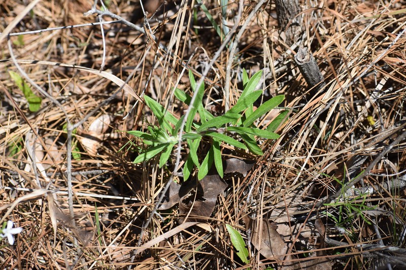 Asclepias tuberosa subsp. rolfsii