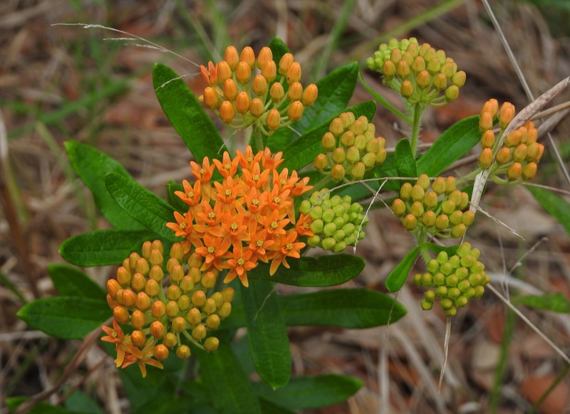 Asclepias tuberosa subsp. rolfsii photo 2