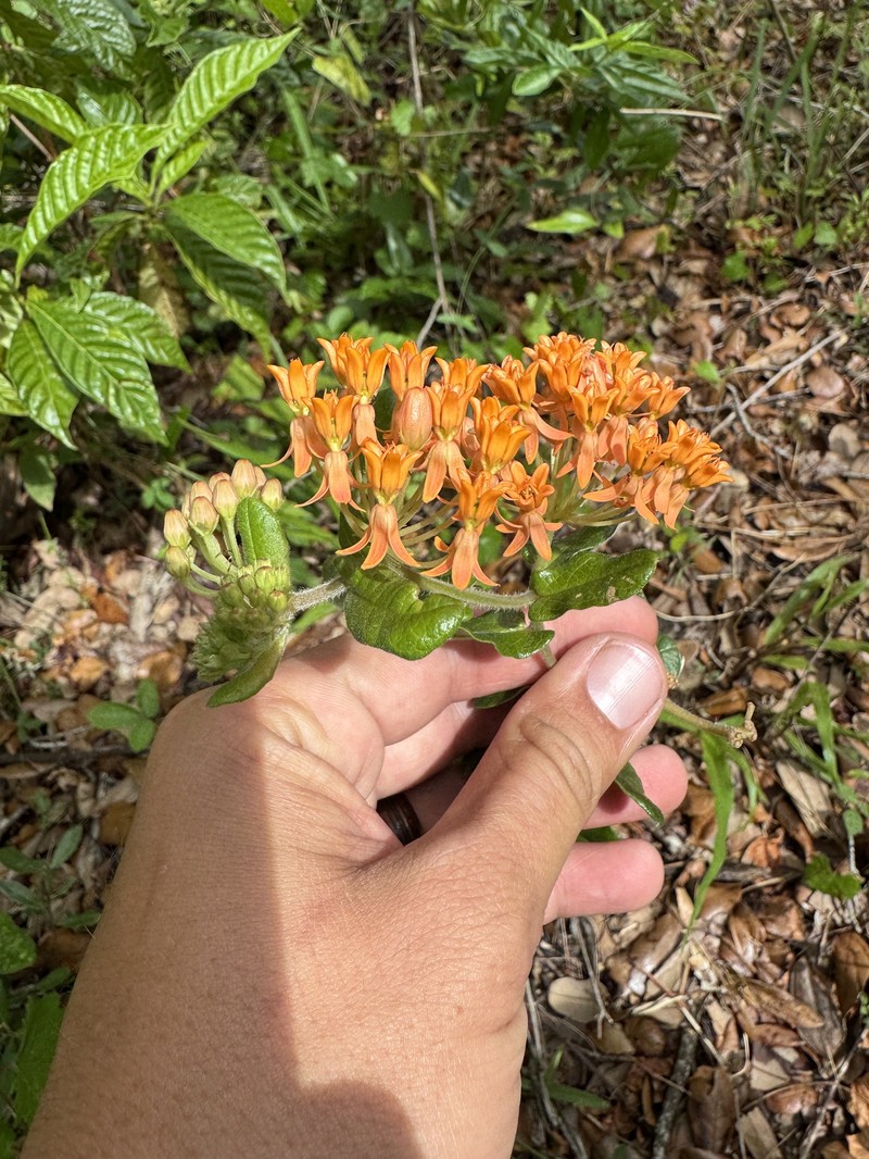 Asclepias tuberosa subsp. rolfsii photo 3