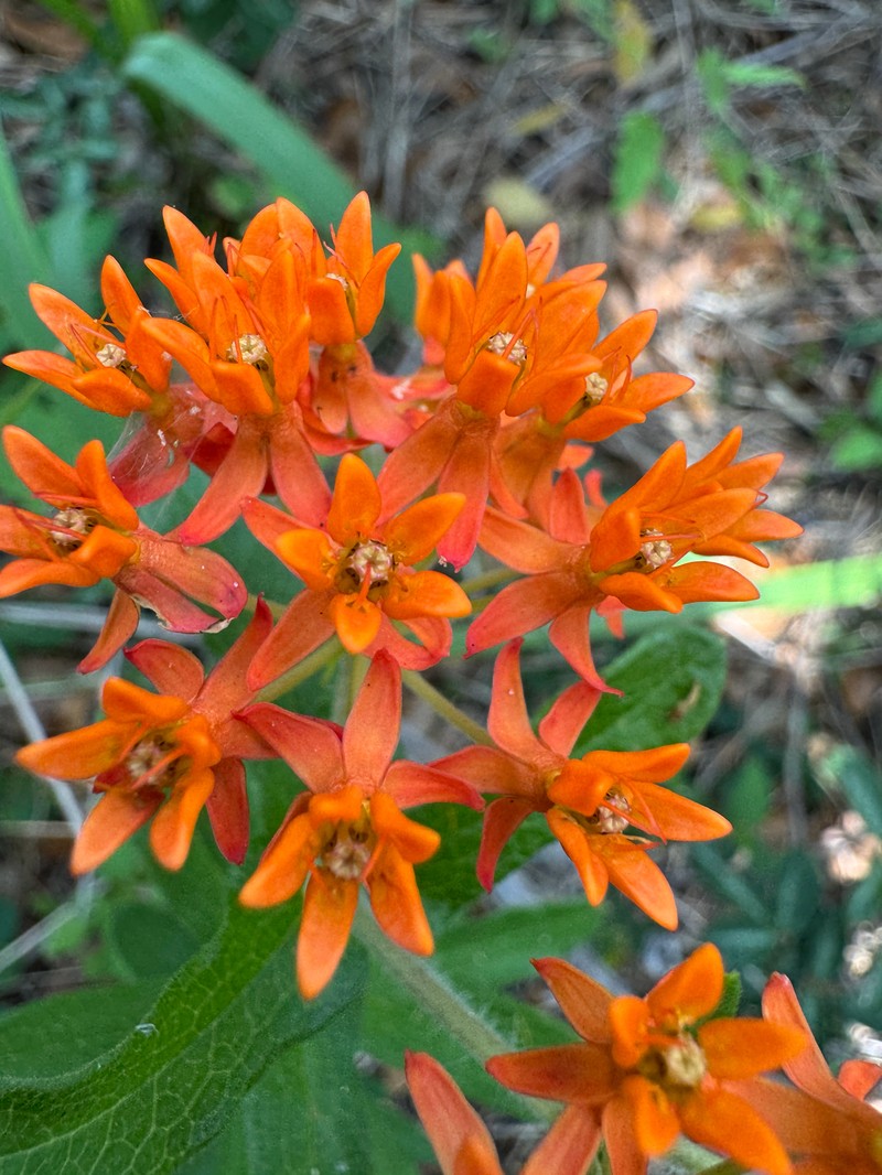 Asclepias tuberosa subsp. rolfsii photo 4