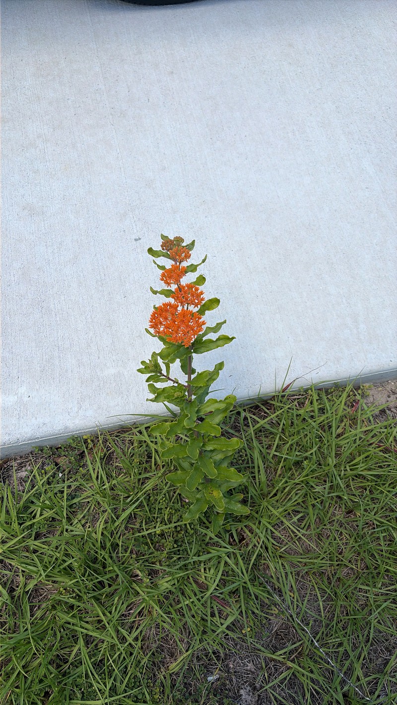 Asclepias tuberosa subsp. rolfsii photo 5