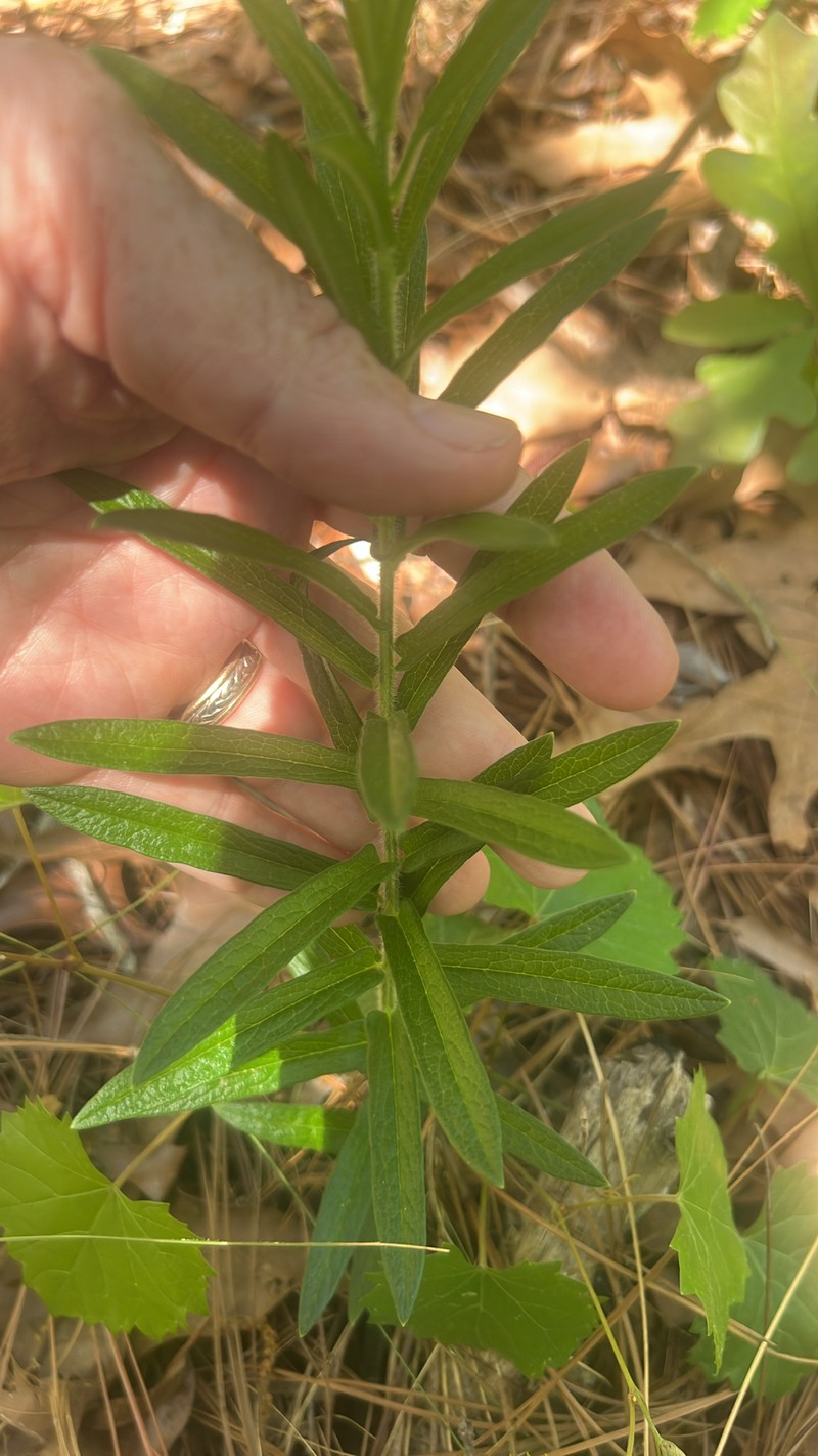 Asclepias tuberosa subsp. rolfsii photo 6