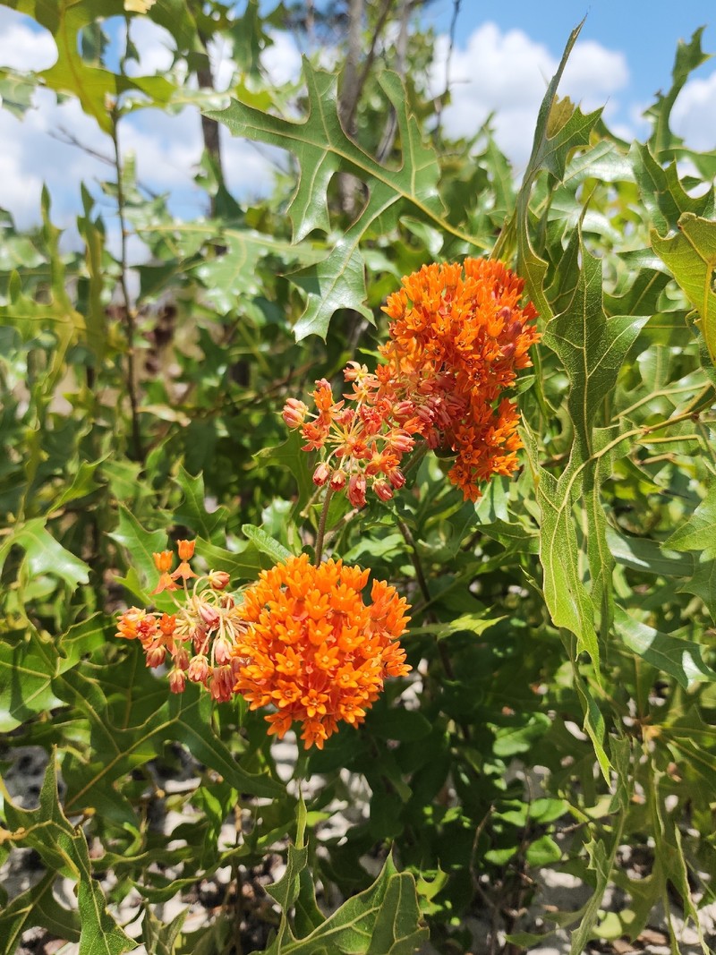 Asclepias tuberosa subsp. rolfsii photo 7