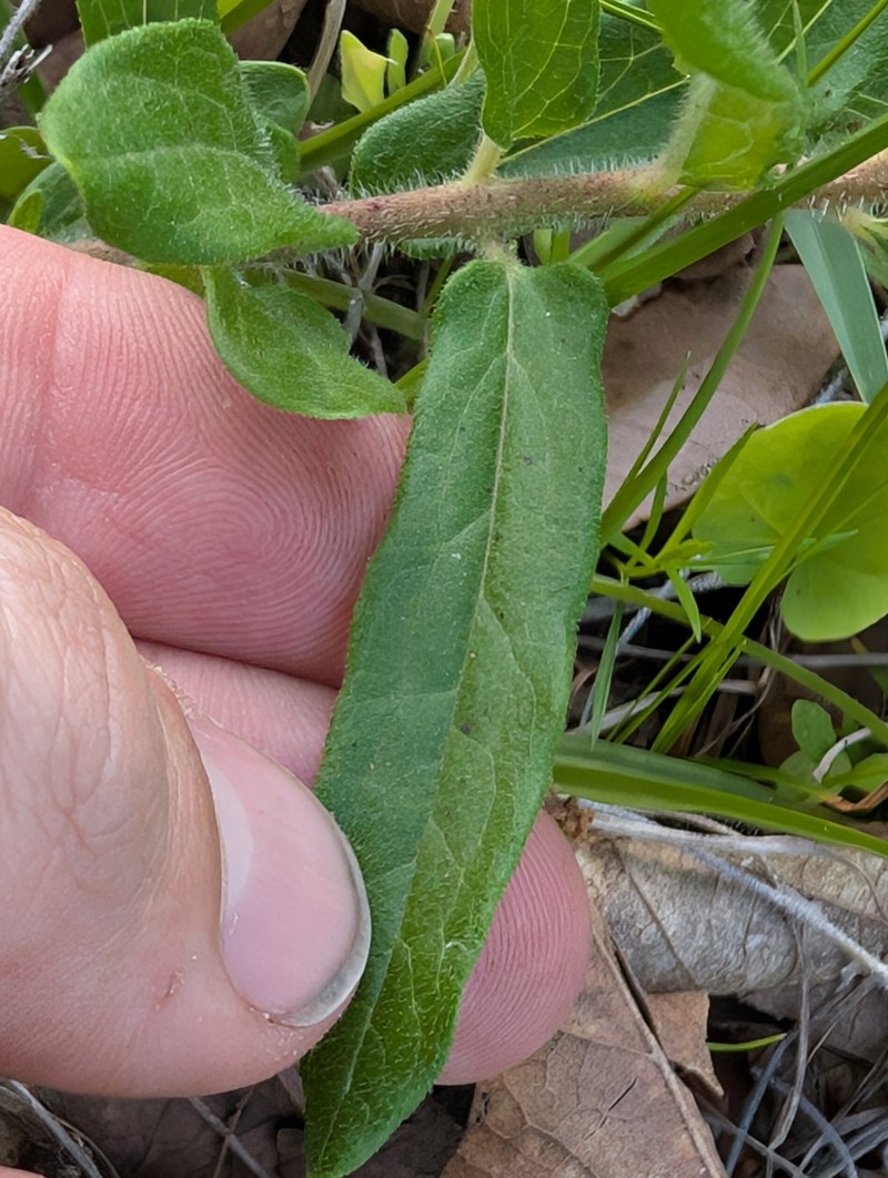 Asclepias tuberosa subsp. rolfsii photo 8