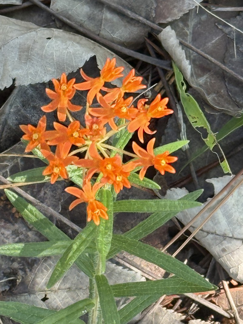 Asclepias tuberosa subsp. tuberosa photo 2