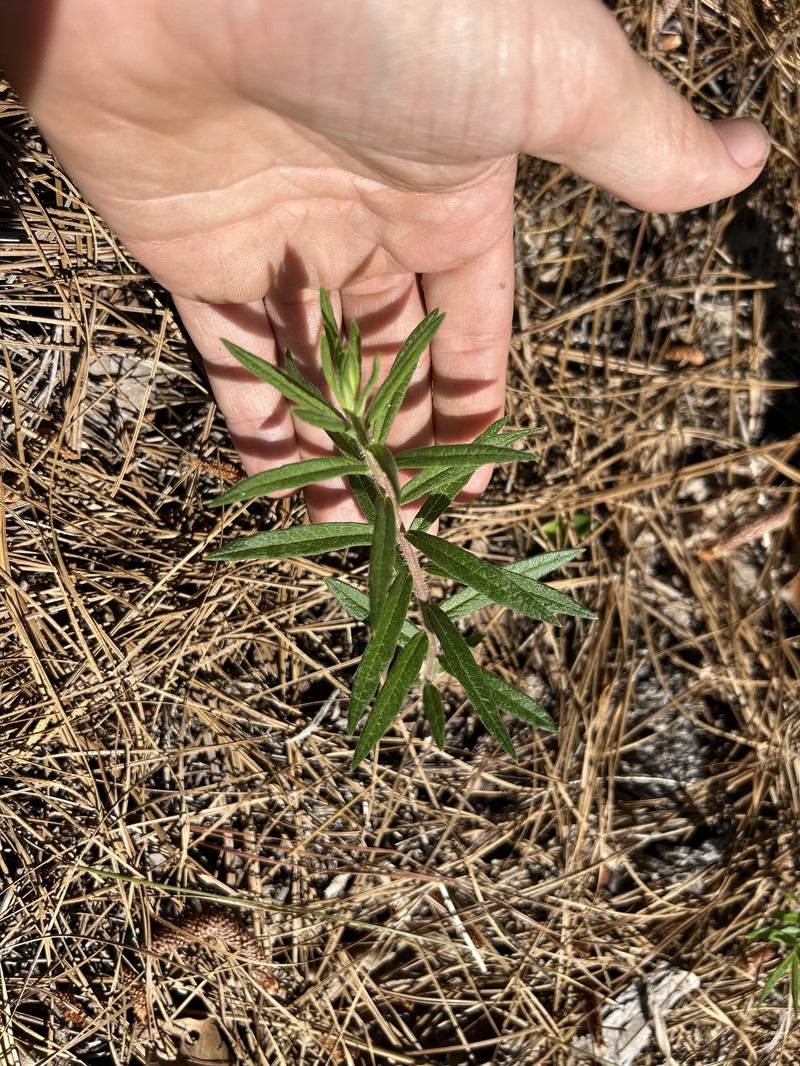 Asclepias tuberosa subsp. tuberosa photo 4