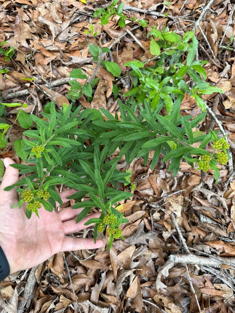 Asclepias tuberosa subsp. tuberosa photo 7