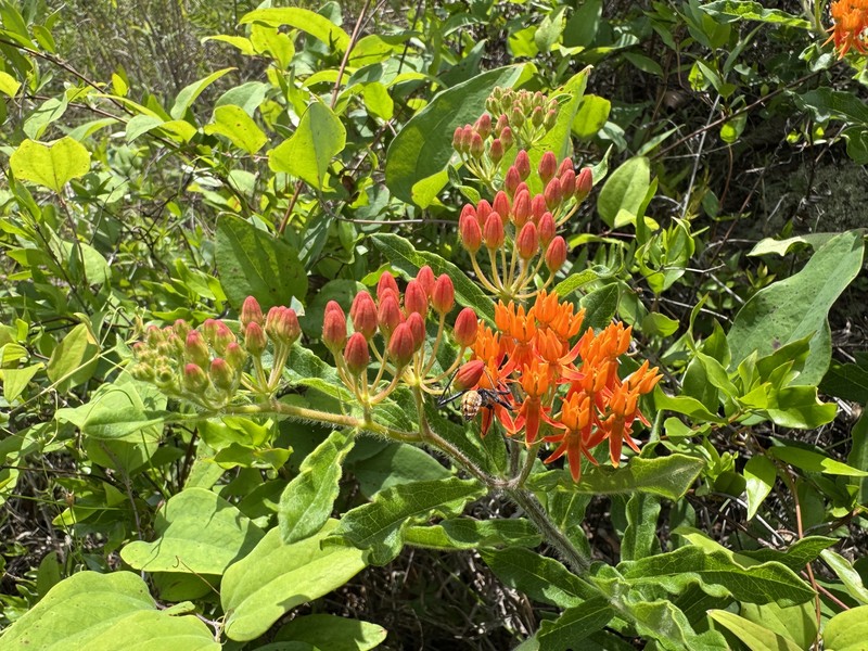 Asclepias tuberosa subsp. tuberosa photo 8