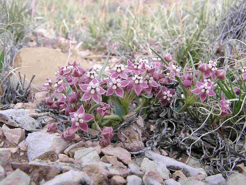 Wheel Milkweed