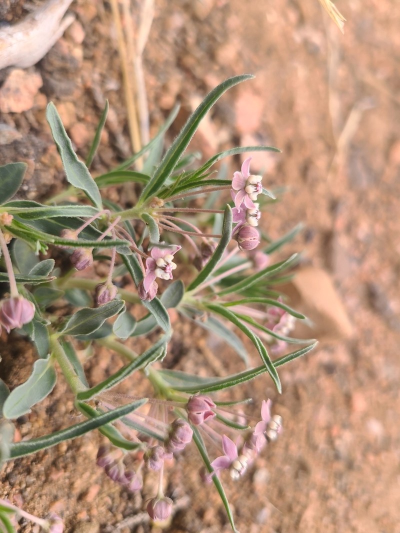 Wheel Milkweed photo 2