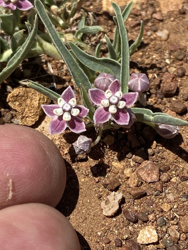 Wheel Milkweed photo 3