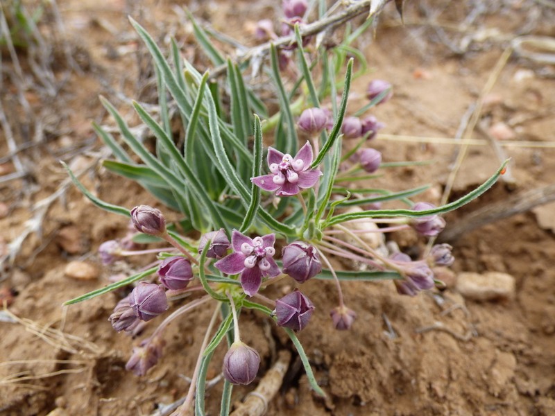 Wheel Milkweed photo 4