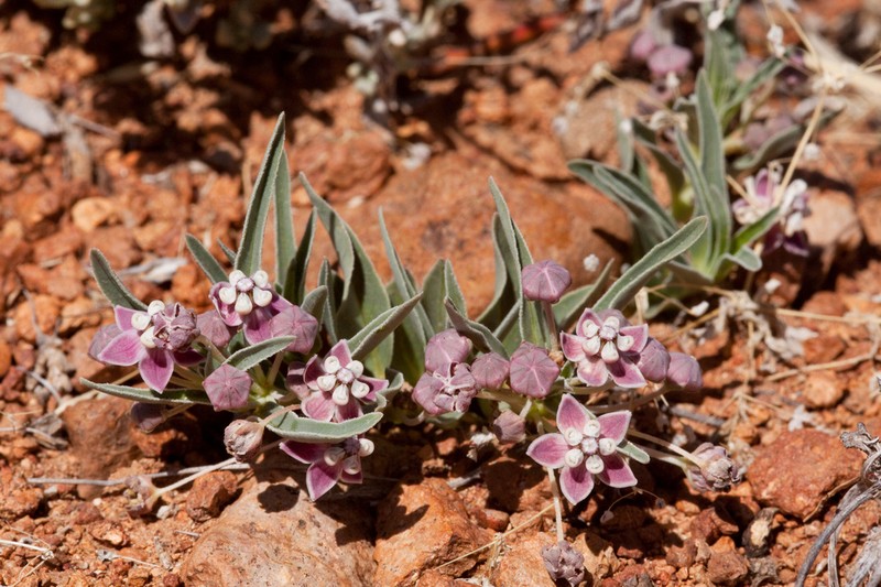 Wheel Milkweed photo 5