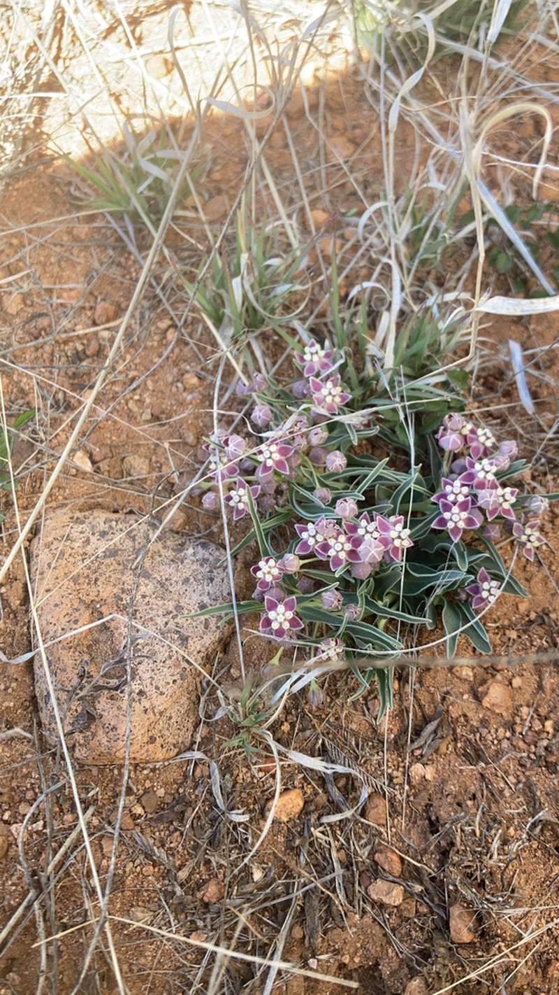 Wheel Milkweed photo 6