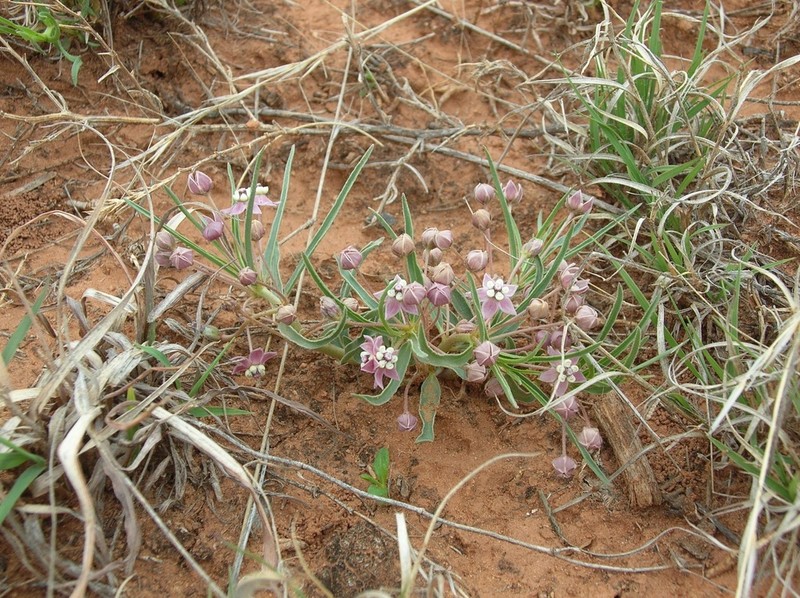 Wheel Milkweed photo 7