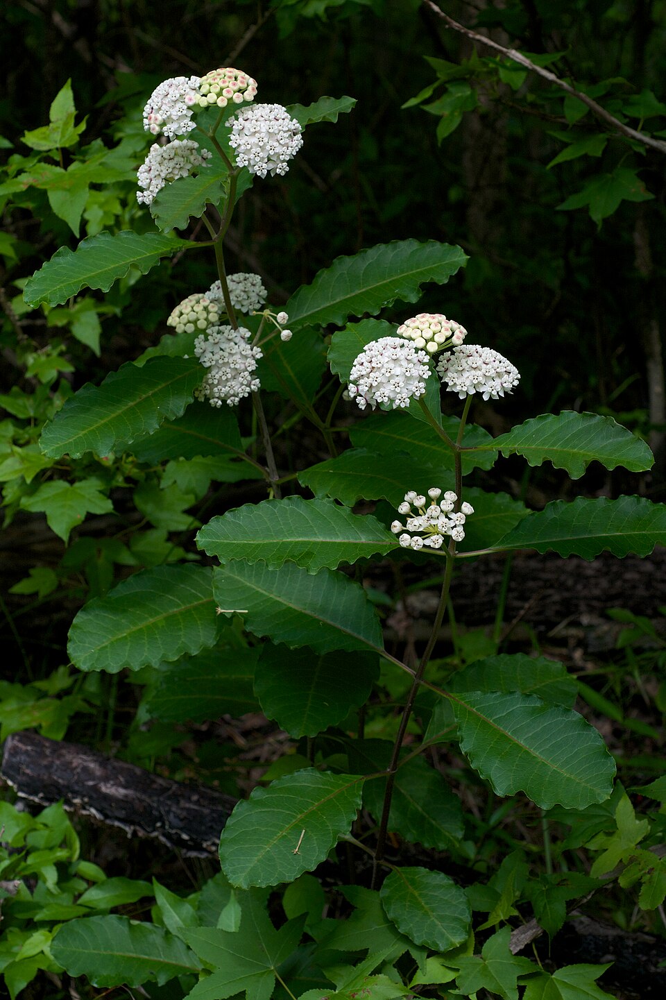 Redring Milkweed