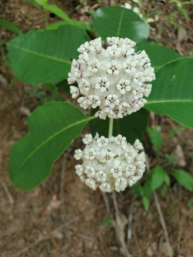 Redring Milkweed photo 3
