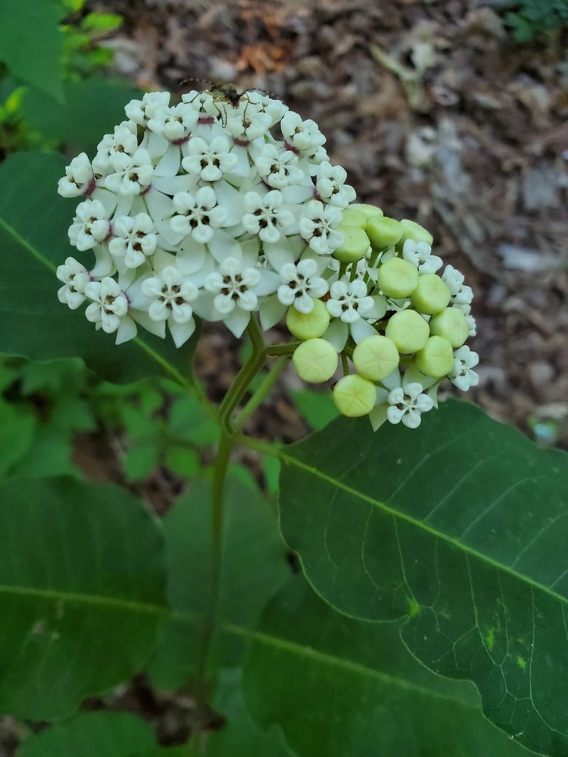 Redring Milkweed photo 4