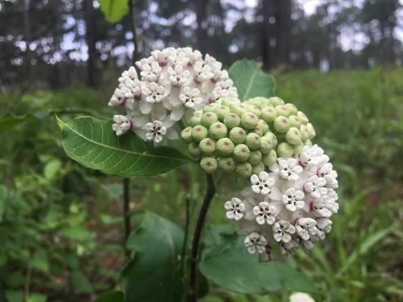Redring Milkweed photo 5