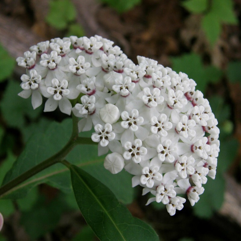 Redring Milkweed photo 6