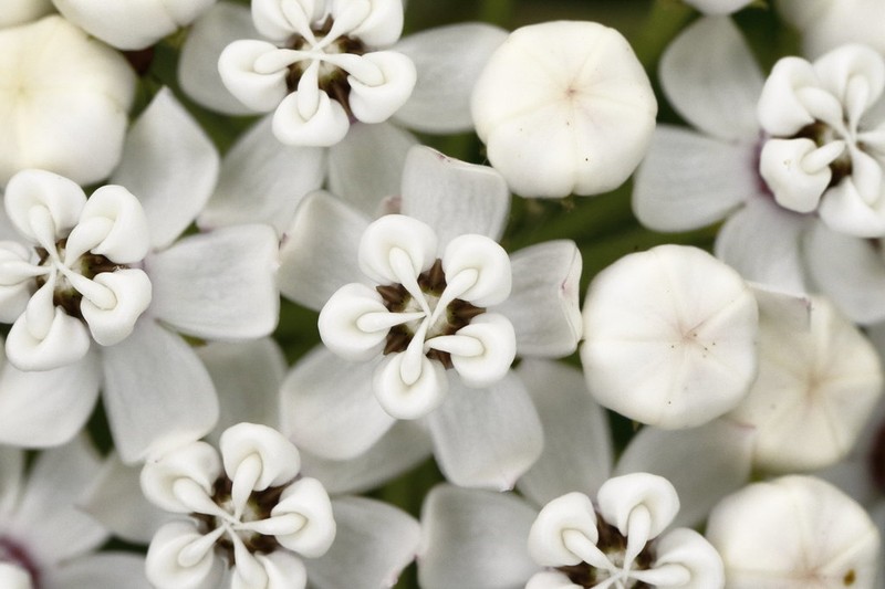 Redring Milkweed photo 7