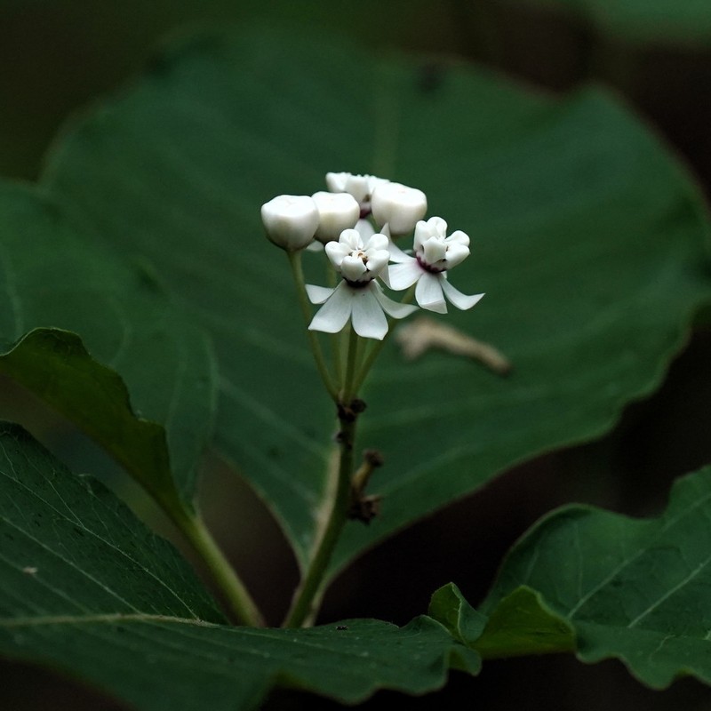 Redring Milkweed photo 8