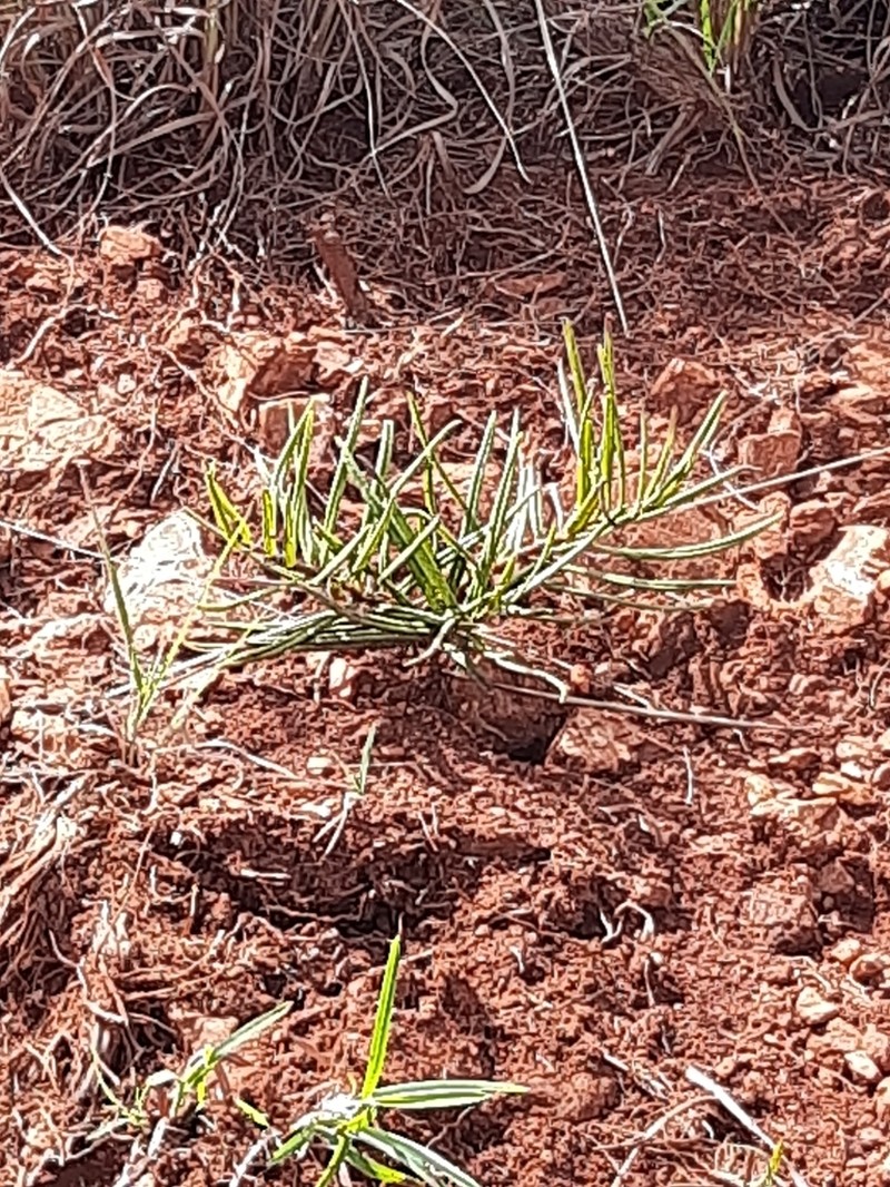 Asclepias velutina photo 3